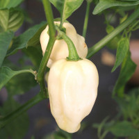 PEPERONCINO HABANERO WHITE