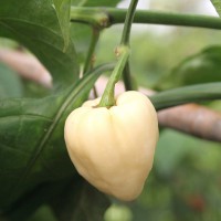 PEPERONCINO HABANERO WHITE