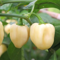 PEPERONCINO HABANERO WHITE