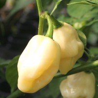 PEPERONCINO HABANERO WHITE