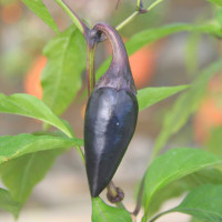 PEPERONCINO HUNGARIAN BLACK