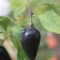 PEPERONCINO HUNGARIAN BLACK