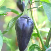 PEPERONCINO HUNGARIAN BLACK