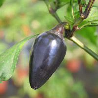 PEPERONCINO HUNGARIAN BLACK