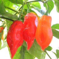 PEPERONCINO HABANERO ROSSO