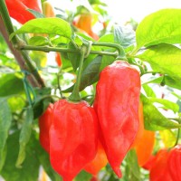 PEPERONCINO HABANERO ROSSO