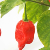 PEPERONCINO HABANERO ROSSO