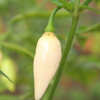 PEPERONCINO HABANERO BIANCO