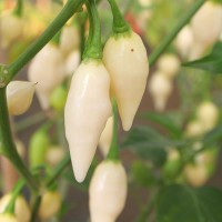 PEPERONCINO HABANERO BIANCO