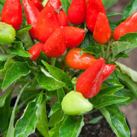 PEPERONCINO FUOCO DELLA PRATERIA