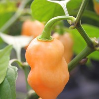 PEPERONCINO HABANERO GIALLO