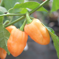 PEPERONCINO HABANERO GIALLO