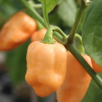 PEPERONCINO HABANERO GIALLO