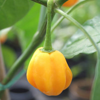 PEPERONCINO HABANERO GIALLO