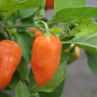 PEPERONCINO HABANERO ARANCIONE