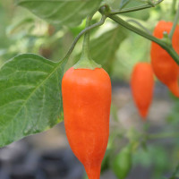 PEPERONCINO HABANERO ARANCIONE