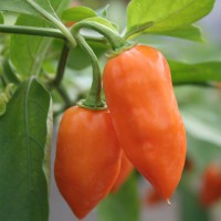 PEPERONCINO HABANERO ARANCIONE