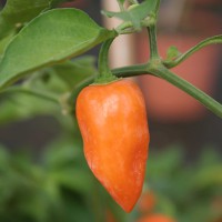 PEPERONCINO HABANERO ARANCIONE