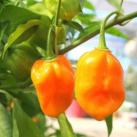 PEPERONCINO HABANERO ARANCIONE