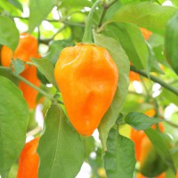 PEPERONCINO HABANERO ARANCIONE