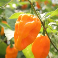 PEPERONCINO HABANERO ARANCIONE