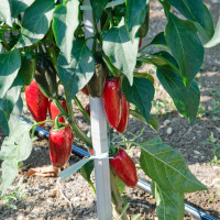 PEPERONCINO JALAPENO MESSICANO ROSSO