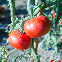 POMODORO PANTANO ROMANESCO BOLSENO F1