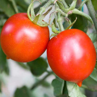 POMODORO GRAN BORGHESE