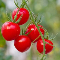 POMODORO FRAGOLINO