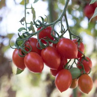 POMODORO DATTERINO F1