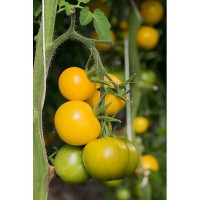 POMODORO GIALLO INVERNALE