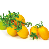 POMODORO DATTERINO GIALLO