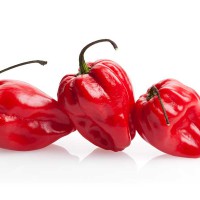 PEPERONCINO HABANERO ROSSO 