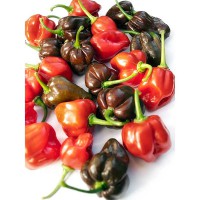 PEPERONCINO HABANERO MIX