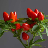 PEPERONCINO FUOCO DELLA PRATERIA 