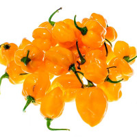 PEPERONCINO HABANERO GIALLO 