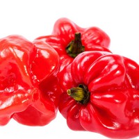 PEPERONCINO HABANERO ROSSO 