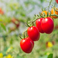 POMODORO DATTERINO F1