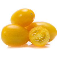 POMODORO DATTERINO GIALLO