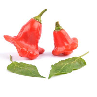 PEPERONCINO LANTERNA O CAPPELLO DEL VESCOVO