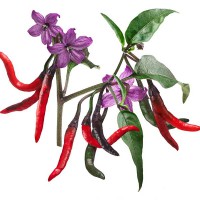 PEPERONCINO NAGA JOLOKIA