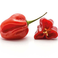 PEPERONCINO HABANERO RED